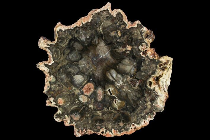 Petrified Seed Fern (Rhexoxylon) Slab - Zimbabwe #104586